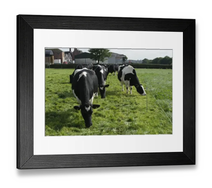 Framed Print : Domestic Cattle, British Friesian, cows, herd strip grazing pasture, Staffordshire, England, september Framed Print : Domestic Cattle, British Friesian, cows, herd strip grazing pasture, Staffordshire, England, september