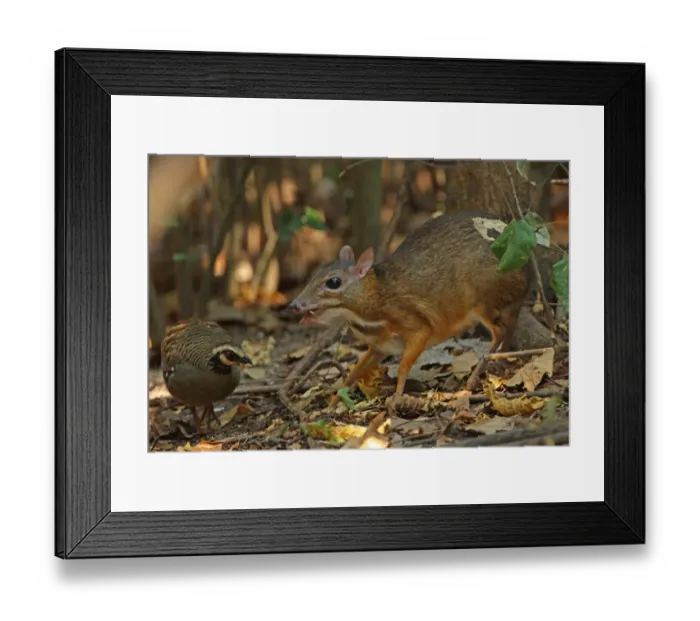 Framed Print : Lesser Mouse-deer (Tragulus kanchil) adult male, feeding on fallen fruit, with Bar-backed Partridge (Arborophila brunneopectus) foraging for scraps, Kaeng Krachan N. P. Thailand, january Framed Print : Lesser Mouse-deer (Tragulus kanchil) adult male, feeding on fallen fruit, with Bar-backed Partridge (Arborophila brunneopectus) foraging for scraps, Kaeng Krachan N. P. Thailand, january
