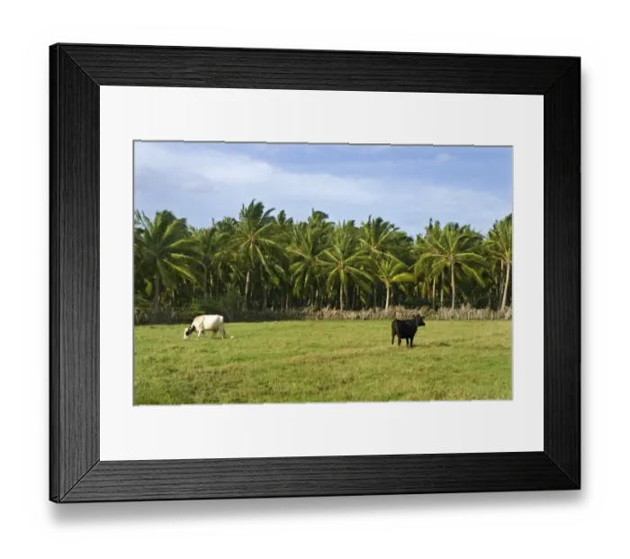 Framed Print : Domestic Cattle, cows grazing in pasture, beside Coconut Palm (Cocos nucifera) plantation, Kanyakumari, Tamil Nadu, India