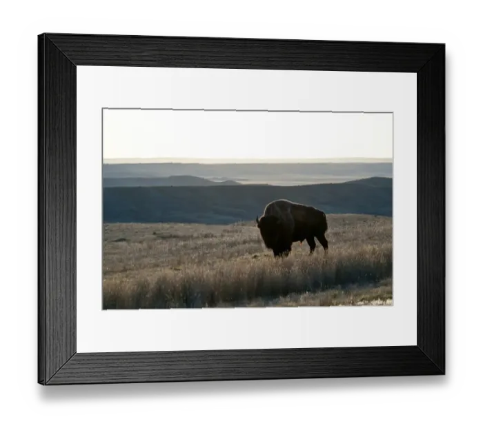 Framed Print : Plains Bison (Bison bison bison) adult male, standing in shortgrass prairie habitat, West Bloc, Grasslands N. P. Southern Saskatchewan, Canada, october