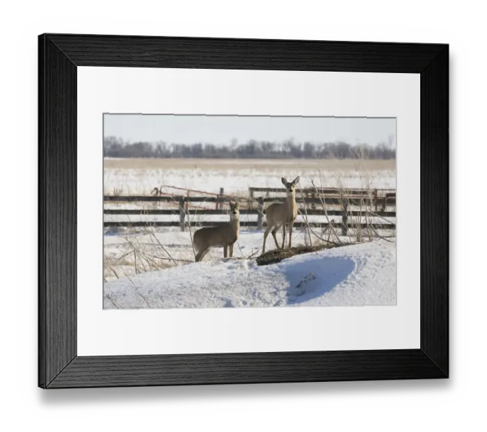 Framed Print : White-tailed Deer (Odocoileus virginianus) two does, foraging on snow covered hay pile, North Dakota, U. S. A. february Framed Print : White-tailed Deer (Odocoileus virginianus) two does, foraging on snow covered hay pile, North Dakota, U. S. A. february