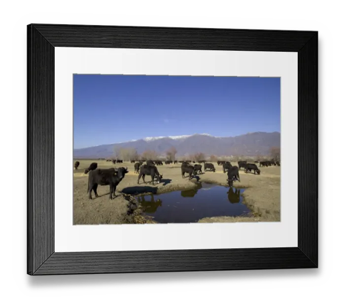 Framed Print : Domestic Water Buffalo (Bubalis bubalis) herd, drinking and feeding on fodder, Lake Kerkini, Macedonia, Greece, winter