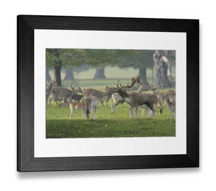 Framed Print : Fallow Deer (Dama dama) buck, roaring, surrounded by herd with rival buck, immature buck, does and fawns, during rutting season, Studley Royal Deer Park, Studley Roger, North Yorkshire, England, october