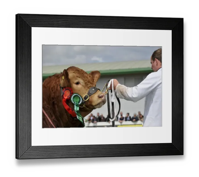 Framed Print : Domestic Cattle, Limousin bull, close-up of head, show champion with rosettes, on halter held by stockman, Royal Highland Show, Ingliston, Edinburgh, Scotland, june 2011 Framed Print : Domestic Cattle, Limousin bull, close-up of head, show champion with rosettes, on halter held by stockman, Royal Highland Show, Ingliston, Edinburgh, Scotland, june 2011