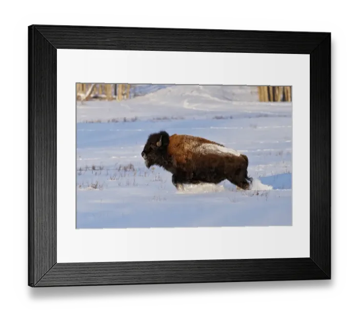 Framed Print : Wood Bison (Bison bison athabascae) adult, running in snow, Elk Island N. P. Alberta, Canada, january Framed Print : Wood Bison (Bison bison athabascae) adult, running in snow, Elk Island N. P. Alberta, Canada, january
