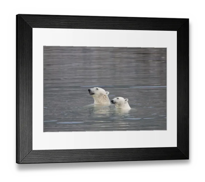 Framed Print : Polar Bear (Ursus maritimus) two adults, swimming, Spitsbergen, Svalbard, september Framed Print : Polar Bear (Ursus maritimus) two adults, swimming, Spitsbergen, Svalbard, september