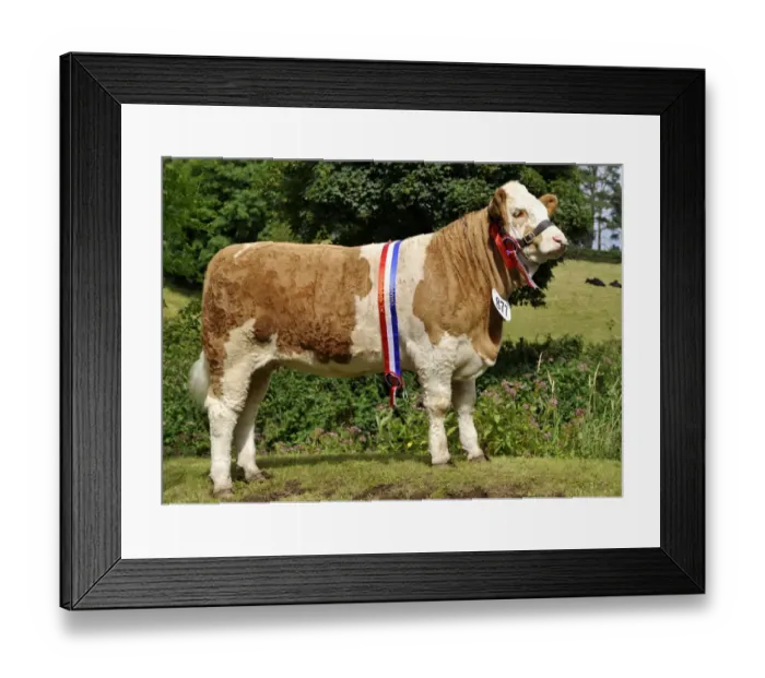 Framed Print : Domestic Cattle, Simmental cow, show champion with sash and rosettes, Northern Ireland, july