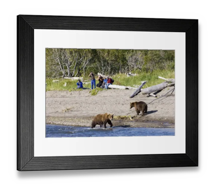 Framed Print : Grizzly Bear (Ursus arctos horribilis) two adults, at edge of water, with hikers taking photos in background, Katmai N. P. Alaska, U. S. A. august Framed Print : Grizzly Bear (Ursus arctos horribilis) two adults, at edge of water, with hikers taking photos in background, Katmai N. P. Alaska, U. S. A. august