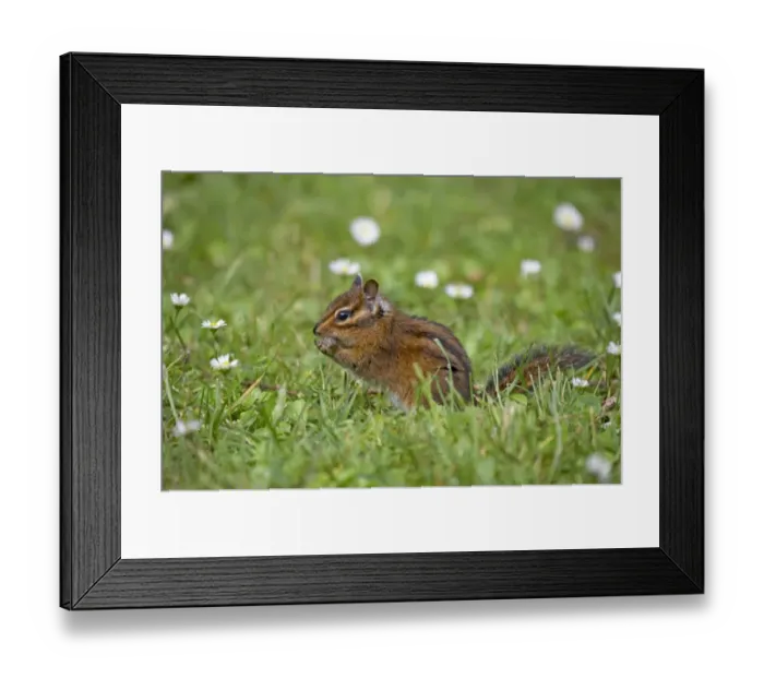 Framed Print : Townsend's Chipmunk (Neotamias townsendii) adult, feeding amongst grass, Cape Mears, Oregon, U. S. A