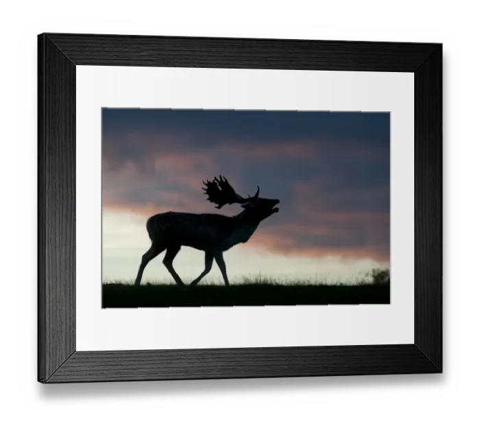 Framed Print : Fallow Deer (Dama dama) buck, roaring during rutting season, silhouetted at sunset, Kent, England, october