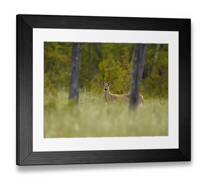 Framed Print : White-tailed Deer (Odocoileus virginianus) young buck, standing behind tree trunk, North Michigan, U. S. A. june Framed Print : White-tailed Deer (Odocoileus virginianus) young buck, standing behind tree trunk, North Michigan, U. S. A. june