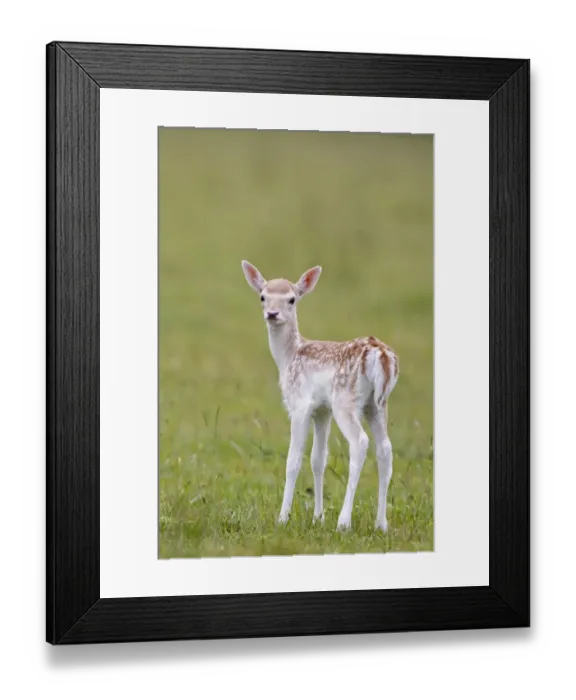 Framed Print : Fallow Deer (Dama dama) fawn, standing in meadow, Helmingham Hall Deer Park, Suffolk, England, june Framed Print : Fallow Deer (Dama dama) fawn, standing in meadow, Helmingham Hall Deer Park, Suffolk, England, june