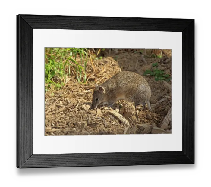 Framed Print : Southern Brown Bandicoot (Isoodon obesulus) adult, foraging, South Australia, Australia Framed Print : Southern Brown Bandicoot (Isoodon obesulus) adult, foraging, South Australia, Australia