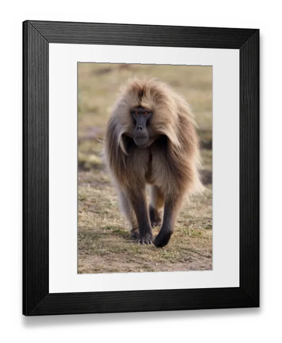 Framed Print : Gelada (Theropithecus gelada) adult male, walking, Simien Mountains, Ethiopia Framed Print : Gelada (Theropithecus gelada) adult male, walking, Simien Mountains, Ethiopia