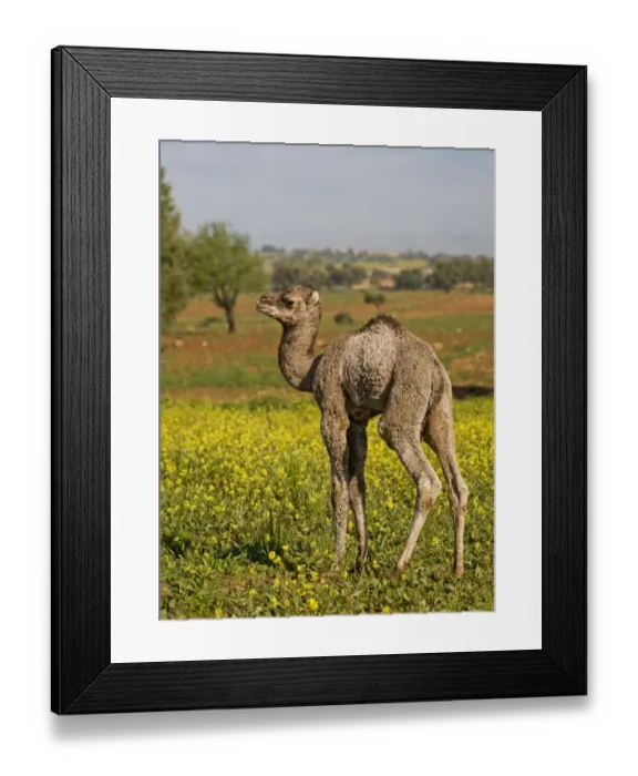 Framed Print : Dromedary Camel (Camelus dromedarius) young, standing amongst wildflowers, near Essaouira, Morocco, february