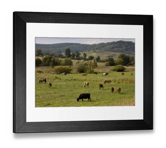Framed Print : Domestic Cattle, communal herd, grazing in pasture, near Saxon village of Viscri, Transylvania, Romania, october