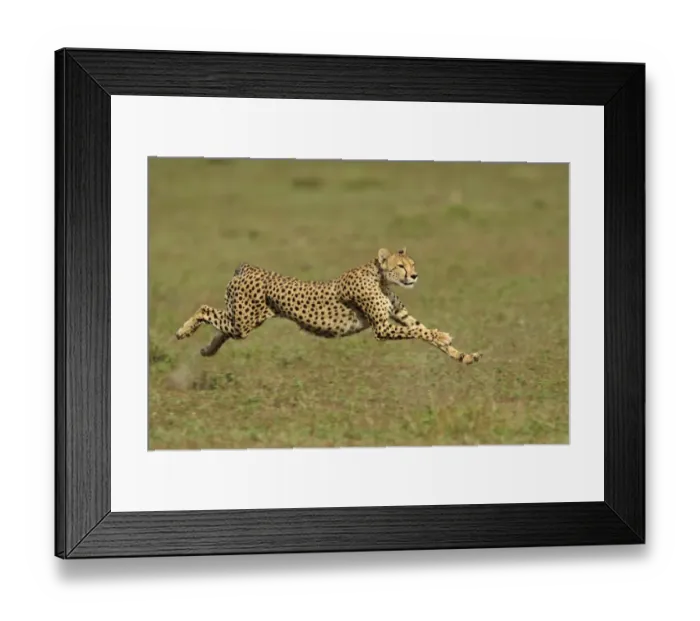 Framed Print : Cheetah (Acinonyx jubatus) adult female, running, hunting in grassland, Serengeti N. P. Tanzania Framed Print : Cheetah (Acinonyx jubatus) adult female, running, hunting in grassland, Serengeti N. P. Tanzania