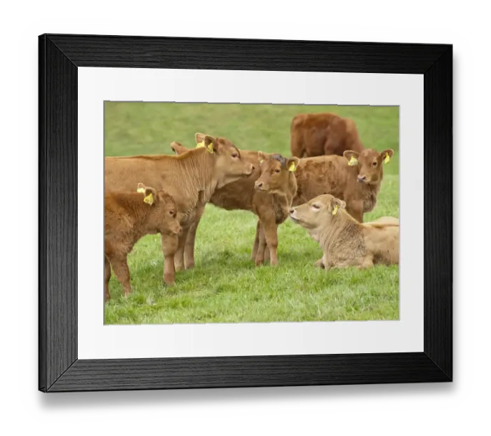 Framed Print : Domestic Cattle, Stabiliser calves, herd in pasture, Yorkshire, England, may Framed Print : Domestic Cattle, Stabiliser calves, herd in pasture, Yorkshire, England, may