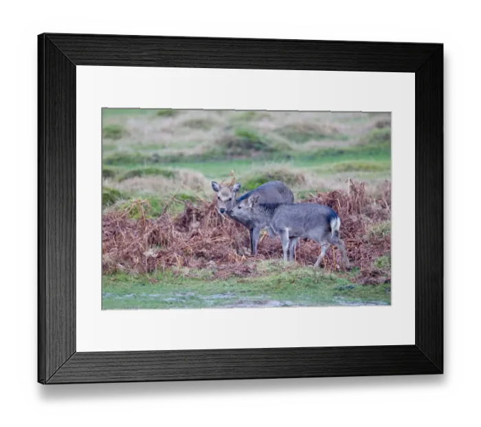 Framed Print : Sika Deer (Cervus nippon) introduced species, doe with fawn, interacting, Knole Park, Kent, England, february Framed Print : Sika Deer (Cervus nippon) introduced species, doe with fawn, interacting, Knole Park, Kent, England, february