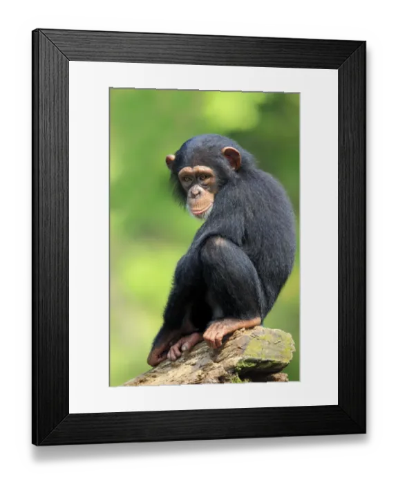 Framed Print : Chimpanzee (Pan troglodytes) young, sitting on log (captive)