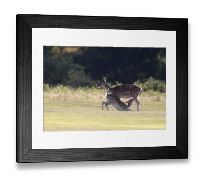 Framed Print : Fallow Deer (Dama dama) doe with young suckling, backlit, Kent, England, september Framed Print : Fallow Deer (Dama dama) doe with young suckling, backlit, Kent, England, september