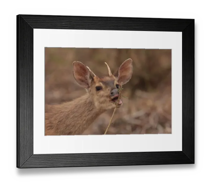 Framed Print : Brown Brocket (Mazama gouazoubira) adult male, feeding on leaves, close-up of head, Pouso Alegre, Mato Grosso, Brazil, september Framed Print : Brown Brocket (Mazama gouazoubira) adult male, feeding on leaves, close-up of head, Pouso Alegre, Mato Grosso, Brazil, september