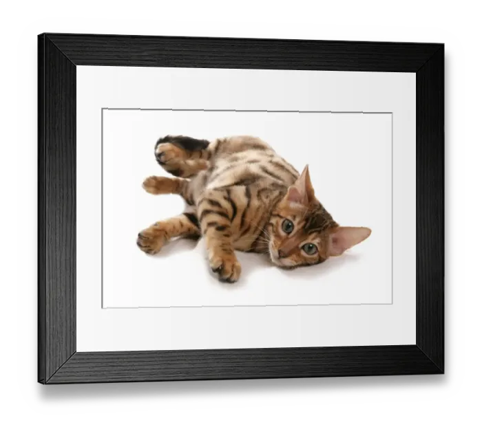 Framed Print : Domestic Cat, Rosetted Bengal, kitten, laying Framed Print : Domestic Cat, Rosetted Bengal, kitten, laying