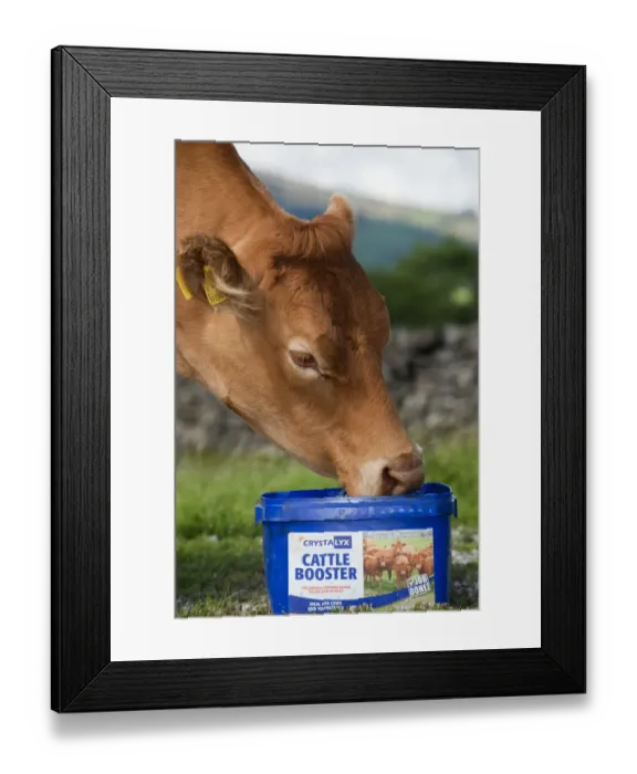 Framed Print : Domestic Cattle, Limousin cow, close-up of head, licking Cattle Booster supplement feed block in pasture, England, august Framed Print : Domestic Cattle, Limousin cow, close-up of head, licking Cattle Booster supplement feed block in pasture, England, august