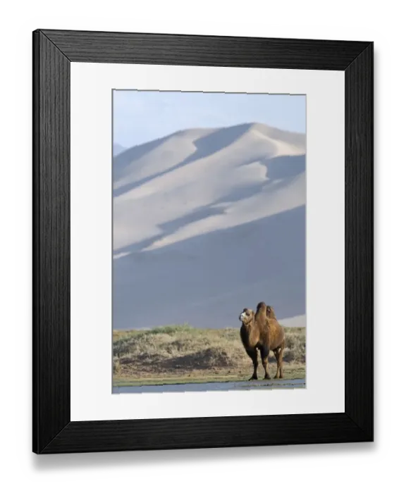 Framed Print : Domesticated Bactrian Camel (Camelus bactrianus) adult, standing in desert habitat, Khongoryn Els Sand Dunes Framed Print : Domesticated Bactrian Camel (Camelus bactrianus) adult, standing in desert habitat, Khongoryn Els Sand Dunes
