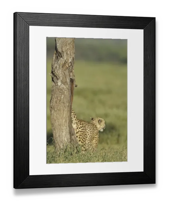 Framed Print : Cheetah (Acinonyx jubatus) adult male, marking territory, urinating up tree trunk, Serengeti N. P. Tanzania Framed Print : Cheetah (Acinonyx jubatus) adult male, marking territory, urinating up tree trunk, Serengeti N. P. Tanzania