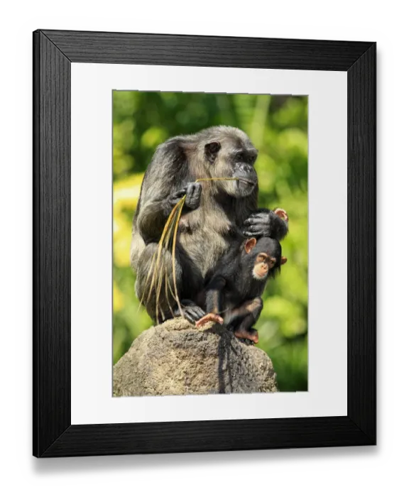 Framed Print : Chimpanzee (Pan troglodytes) adult female with baby, feeding on palm frond, sitting on rock (captive)