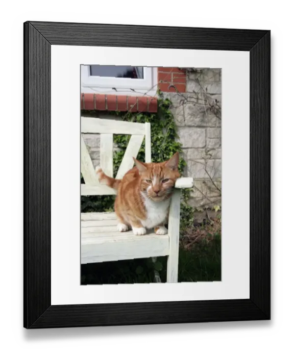 Framed Print : Domestic Cat, ginger and white tabby, adult, rubbing head on garden bench, England, april