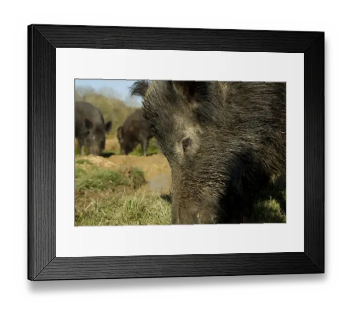 Framed Print : Eurasian Wild Boar (Sus scrofa) young males, close-up of head, rooting in mud, on wild boar farm, Devon, England, may Framed Print : Eurasian Wild Boar (Sus scrofa) young males, close-up of head, rooting in mud, on wild boar farm, Devon, England, may