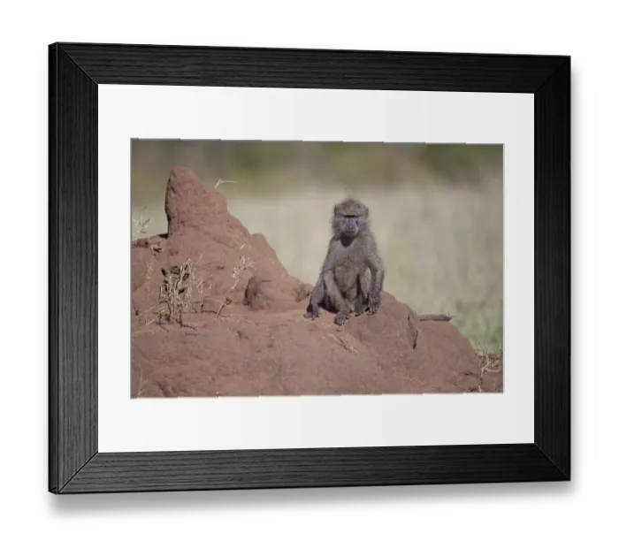 Framed Print : Olive Baboon (Papio anubis) young, sitting on termite mound, Serengeti N. P. Tanzania, november Framed Print : Olive Baboon (Papio anubis) young, sitting on termite mound, Serengeti N. P. Tanzania, november