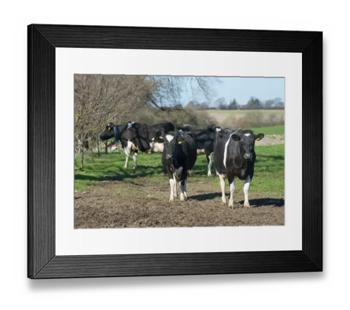 Framed Print : Domestic Cattle, Holstein Friesian type dairy cows, herd standing in poached pasture on organic farm, Shropshire, England, march Framed Print : Domestic Cattle, Holstein Friesian type dairy cows, herd standing in poached pasture on organic farm, Shropshire, England, march