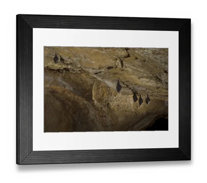 Framed Print : Lesser Horseshoe Bat (Rhinolophus hipposideros) five adults, sleeping, roosting in cave habitat, Grotta delle Vene (Veins Cave), Ormea, Cuneo Province, Piedmont, Italy, spring Framed Print : Lesser Horseshoe Bat (Rhinolophus hipposideros) five adults, sleeping, roosting in cave habitat, Grotta delle Vene (Veins Cave), Ormea, Cuneo Province, Piedmont, Italy, spring