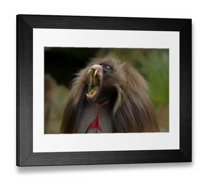 Framed Print : Gelada (Theropithecus gelada) adult male, in lip-flip and yawning display, Simien Mountains, Ethiopia Framed Print : Gelada (Theropithecus gelada) adult male, in lip-flip and yawning display, Simien Mountains, Ethiopia