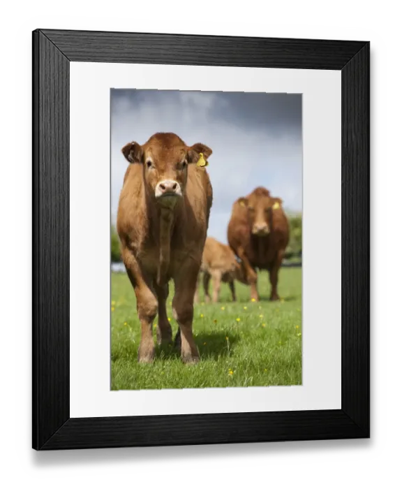 Framed Print : Domestic Cattle, Limousin, young calf, with cow and calf in background, standing in pasture on hill farm, Lancashire, England, may Framed Print : Domestic Cattle, Limousin, young calf, with cow and calf in background, standing in pasture on hill farm, Lancashire, England, may
