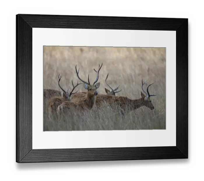 Framed Print : Swamp Deer (Rucervus duvaucelii branderi) hard-ground form, adult males, herd standing in tall grass, Kanha N. P. Madhya Pradesh, India Framed Print : Swamp Deer (Rucervus duvaucelii branderi) hard-ground form, adult males, herd standing in tall grass, Kanha N. P. Madhya Pradesh, India