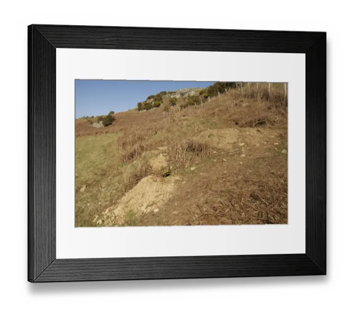 Framed Print : Eurasian Badger (Meles meles) sett, on edge of hillside field, North Wales, march