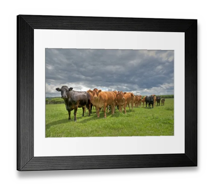 Framed Print : Domestic Cattle, Limousin and Limousin cross beef herd, standing in pasture, East Yorkshire, England, july Framed Print : Domestic Cattle, Limousin and Limousin cross beef herd, standing in pasture, East Yorkshire, England, july