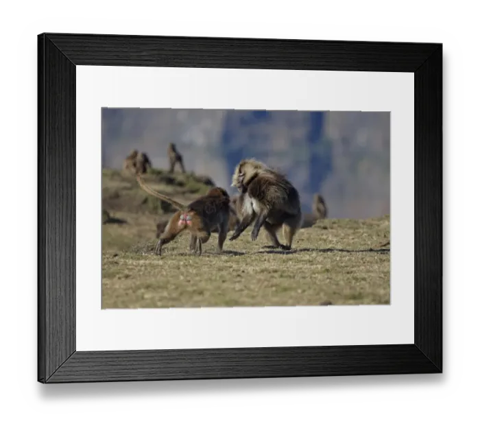 Framed Print : Gelada (Theropithecus gelada) adult male, being confronted by aggressive female, Simien Mountains, Ethiopia Framed Print : Gelada (Theropithecus gelada) adult male, being confronted by aggressive female, Simien Mountains, Ethiopia