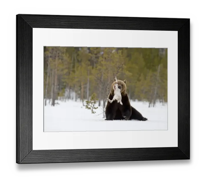 Framed Print : European Brown Bear (Ursus arctos arctos) adult, feeding on Mountain Hare (Lepus timidus) in snow, Martinselkonen, Finland, april Framed Print : European Brown Bear (Ursus arctos arctos) adult, feeding on Mountain Hare (Lepus timidus) in snow, Martinselkonen, Finland, april