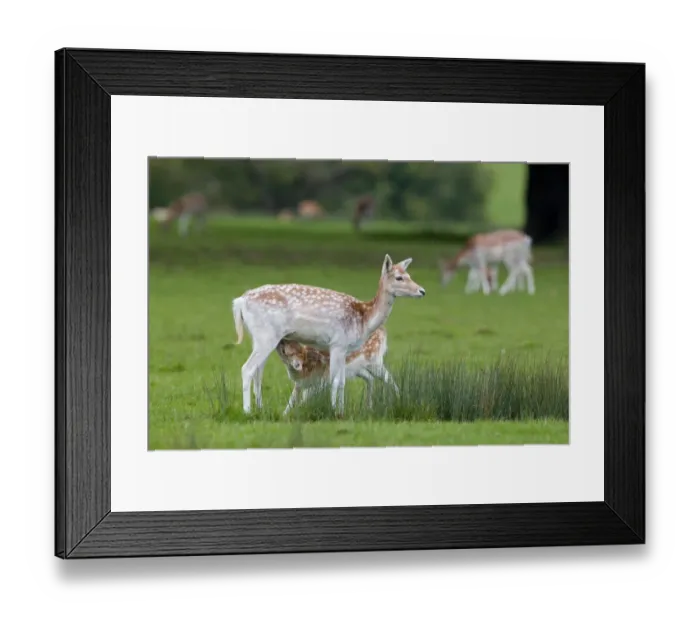 Framed Print : Fallow Deer (Dama dama) doe with four month old fawn suckling, Suffolk, England, october Framed Print : Fallow Deer (Dama dama) doe with four month old fawn suckling, Suffolk, England, october