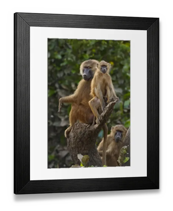 Framed Print : Guinea Baboon (Papio papio) adult male with immatures, sitting on tree stump, Niokolo-Koba, Senegal, october Framed Print : Guinea Baboon (Papio papio) adult male with immatures, sitting on tree stump, Niokolo-Koba, Senegal, october