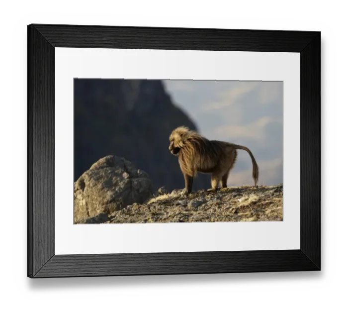Framed Print : Gelada (Theropithecus gelada) adult male, standing on rocks, Simien Mountains, Ethiopia