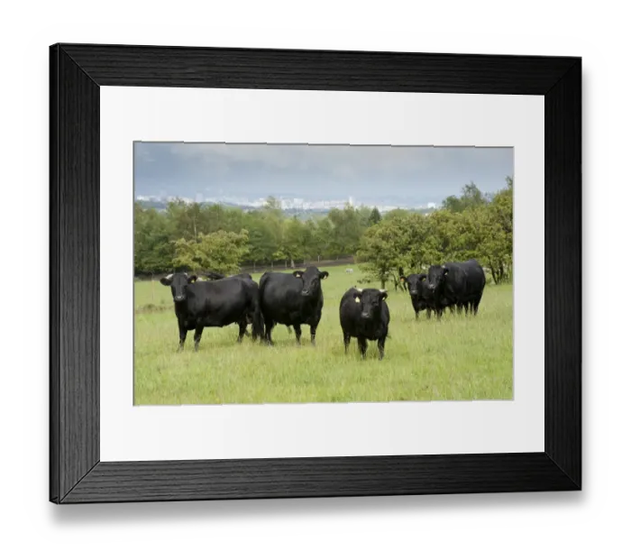 Framed Print : Domestic Cattle, Dexter beef herd, standing in pasture, with city in distance, Bradford, West Yorkshire, England, july Framed Print : Domestic Cattle, Dexter beef herd, standing in pasture, with city in distance, Bradford, West Yorkshire, England, july