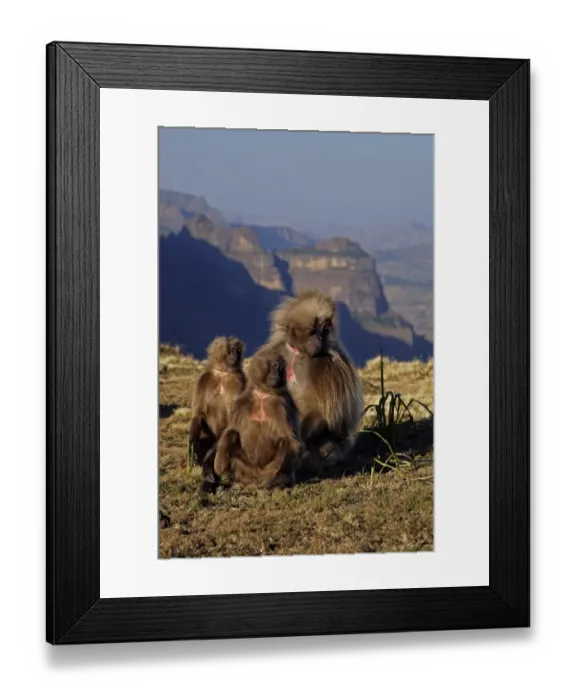 Framed Print : Gelada (Theropithecus gelada) adult male and females, basking in morning sun, Simien Mountains, Ethiopia Framed Print : Gelada (Theropithecus gelada) adult male and females, basking in morning sun, Simien Mountains, Ethiopia