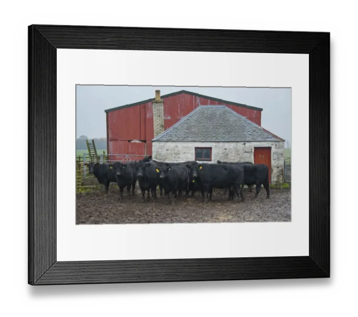 Framed Print : Domestic Cattle, Aberdeen Angus cows and calves, standing in muddy farmyard, Perth, Perthshire, Scotland, november