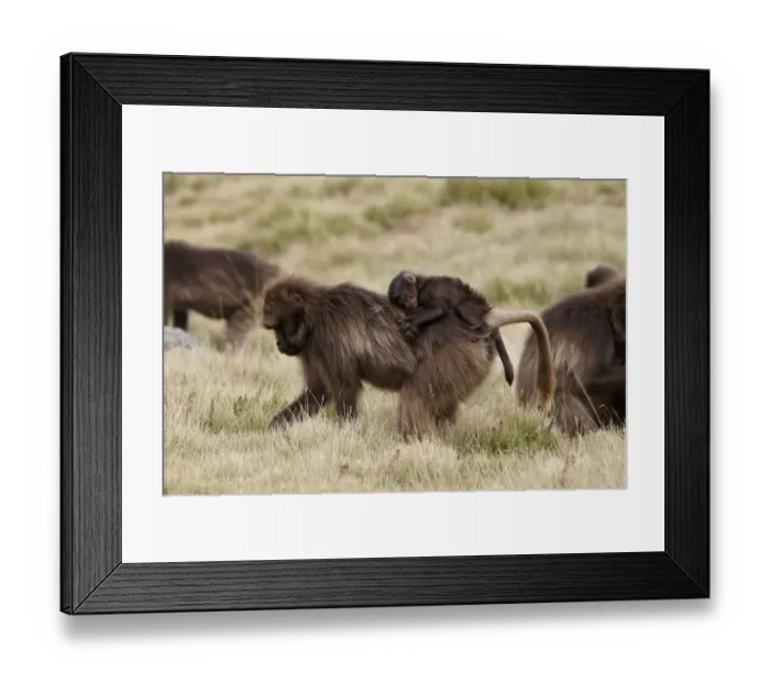 Framed Print : Gelada (Theropithecus gelada) adult female with baby sleeping on back, grazing on grass, Simien Mountains, Ethiopia Framed Print : Gelada (Theropithecus gelada) adult female with baby sleeping on back, grazing on grass, Simien Mountains, Ethiopia